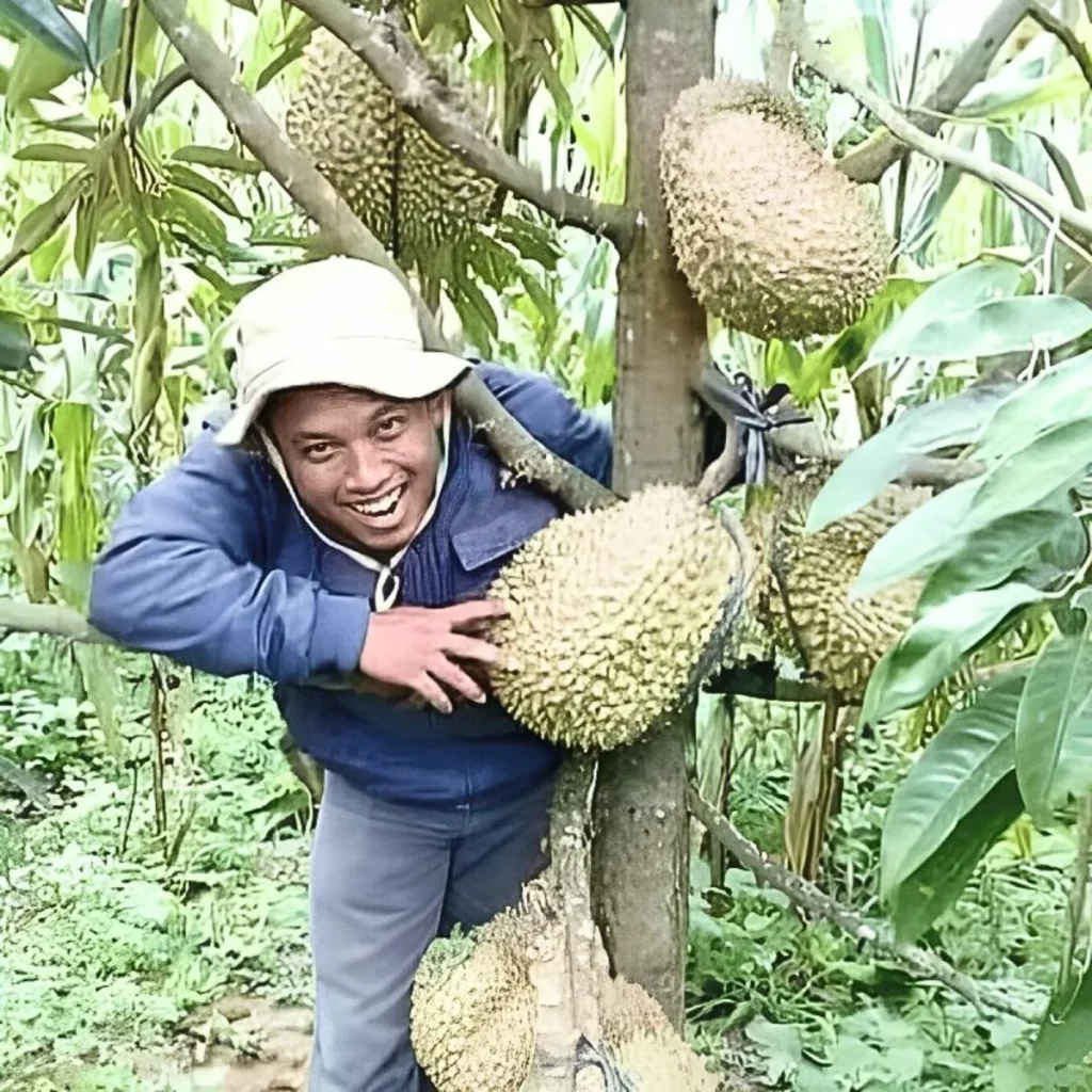 Bibit-Durian-Bersertifikat-31-1.webp