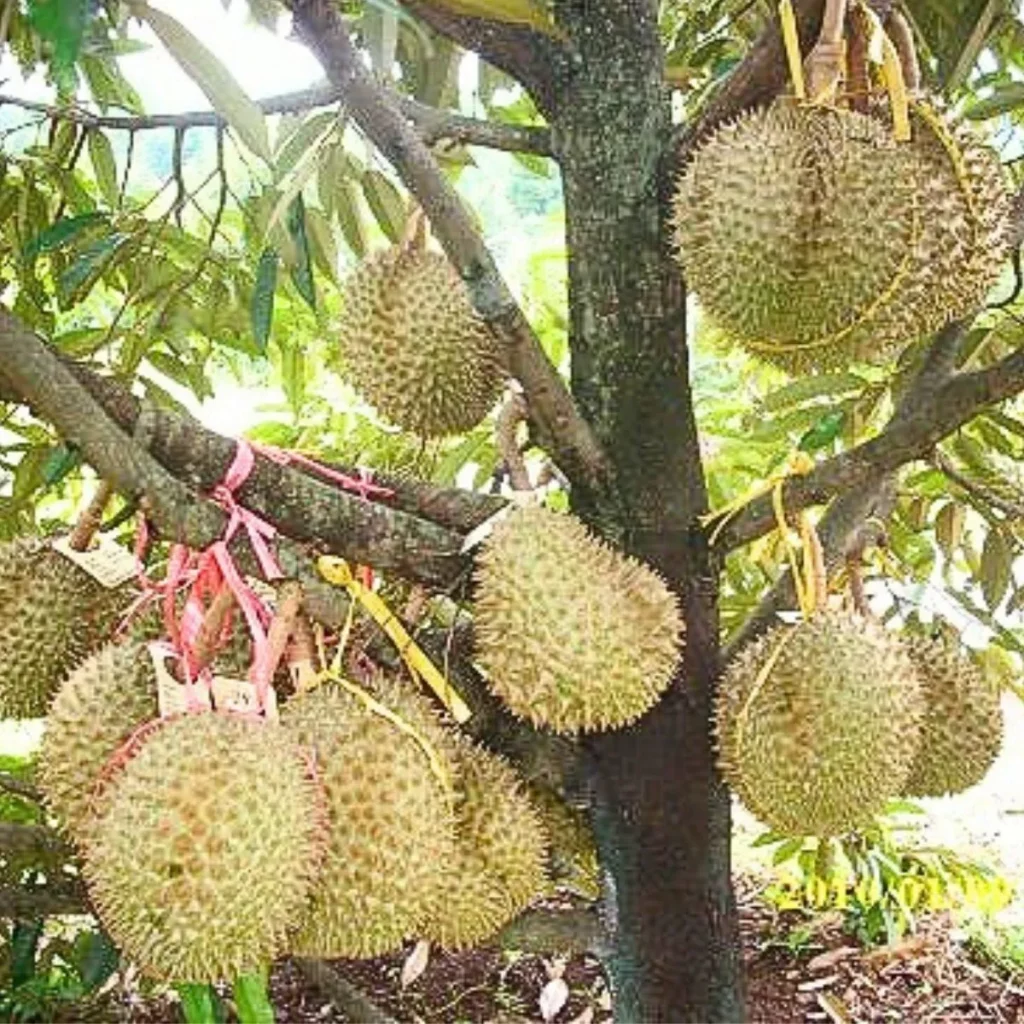 Bibit-Durian-Bersertifikat-32-1.webp